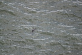Missing Picture